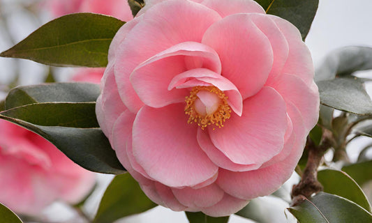 Camellia Sinensis Plant